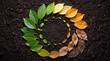 © Ramseena - Spiral arrangement of leaves on dark soil showcasing a natural lifecycle from green growth to brown decay, representing seasonal change and environmental regeneration.