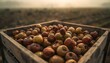 © Syaifudin - A box of damaged fruit symbolizes the problem of crop failure.
