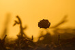 © Marc Tran/Stocksy - Single dry tea leaf floating in amber liquid with blurred background