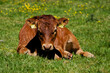 © MarekLuthardt - Brown Calf Resting in Sunny Green Pasture with Yellow Flowers