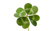 © Gabriel - Isolated vibrant green four-leaf clover, natural symbol of good luck and fortune