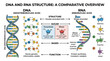 © tonggo - DNA and RNA Structure Comparison: Double Helix vs Single Strand