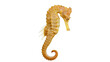 © Carmen - Orange seahorse with textured body and curled tail
