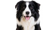 © Paula - Border Collie dog portrait black and white fur, happy expression
