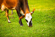 © Lena May - Horned cow grazing on bright green summer grass.