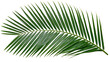 © Theodore - Green palm frond with many thin leaves