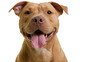 © iPNG - Happy tan pit bull dog with tongue out, isolated on transparent background