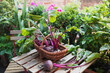 © Westend61 - Basket of common beets harvested from balcony vegetable garden