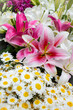 © Julien McRoberts - Pink Stargazer Lilies and Daisies