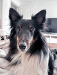 © May - border collie dog