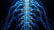 © Nadira - Human spinal cord anatomy with glowing neural network connectivity displaying nervous system pathways in a detailed scientific 3d medical illustration
