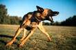 © 4K VIDEO AND IMAGE - Aggressive Belgian Malinois dog barking and snarling in a grassy park field during a sunny day with a fierce and protective mood