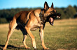 © 4K VIDEO AND IMAGE - Aggressive Belgian Malinois dog barking in a grassy field with a fierce and protective expression during a sunny outdoor training session