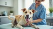 © Leonardo - Perro mayor disfrutando de ejercicios suaves de fisioterapia con un especialista en rehabilitación veterinaria