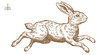 © foxysgraphic - Hare, rabbit sketch. Vintage retro print, black white wild hare, rabbit drawing, sketch ink pencil draw, engrave old school style. Sketch artwork silhouette wild hare rabbit. Vector Illustration