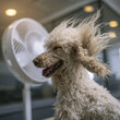 © Olga Ко - Concept de soulagement de la chaleur : un chien caniche drôle se rafraîchissant devant un ventilateur au bureau pendant la canicule, poils volant au vent