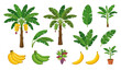 © Manchura - Create a premium flat vector collection featuring 30 unique banana palm trees isolated on a solid white background. Include mature banana plants, young saplings, fruit-bearing banana trees, large trop