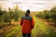 © Nazareno - Man walking through olive grove on rural farm