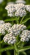© second - Close-up of white yarrow flowers in full bloom, vibrant green foliage.