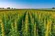 © Olena - Wide field of sunn hemp in full bloom under a crystal clear blue sky, vibrant green stems and yellow flowers