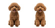 © Hirak - Two adorable brown toy poodles sitting side by side isolated on transparent background