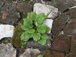 © Ismoyojati kla10 - Wild broadleaf plantain (Plantago major) growing between stone paving in a rural home yard in Java, Indonesia. Common medicinal herb thriving naturally in a tropical environment.