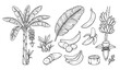 © MstNazma - Banana Tree and Fruit Vector Line Art Set with Botanical Tropical Plant Illustration Isolated on White