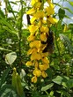 © Hari - Black Carpenter Bee on Yellow Sunn Hemp Blossom with Pollen