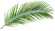 © VSTOCK - Vibrant green palm frond with delicate leaflets, isolated on transparent background