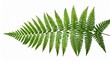 © Selene - Green Fern Leaf Isolated