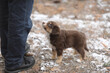 © rolfo/Stocksy - A brown and white puppy is standing in front of a person wearing blue