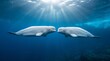 © Madg Stock - Two white beluga whales swimming together beneath the ocean surface in crystal-clear blue water. The peaceful marine wildlife scene highlights social behavior, communication, and the natural beauty of