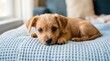 © Visiora - Adorable brown puppy lying on a soft blue blanket in a cozy room, looking at the camera with sweet innocent eyes, highlighting its fluffy fur and gentle nature in this beautiful domestic pet