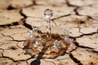 © Mimi  - Ein einziger Wassertropfen bricht auf ausgetrockneter Erde, Makro
