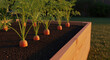© Nayla - Fresh Carrots Growing In A Wooden Raised Garden Bed