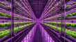 © Анастасия Устименко - Long aisle of a futuristic hydroponic vertical farm illuminated by pink led grow lights
