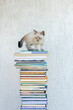 © Anna - cute little gray kitten climbed onto a tall stack of books. Curiosity. Interest. A reading recommendation. Life with a beloved pet.