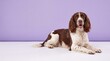 © BETTOVERSE - Portrait of a brown and white English Springer Spaniel dog lying down in a studio against a purple background