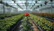 © Md - Vibrant Red Rose Blooming in Modern Indoor Greenhouse Flower Farm