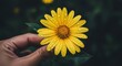 © Keempat - Close-up of a vibrant yellow flower held gently in a human hand.