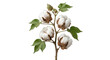 © Sapphire - Delicate cotton bolls with green leaves on a branch against a white background