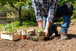 © francescomou - Close up of farmer's hands planting tomato seedling in soil in organic field. Garden work in spring. Traditional agriculture.