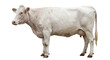 © Sapphire - White Charolais cow standing in profile on a clean white background