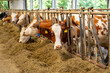 © kittyfly - dairy cow in stall, rustic agricultural farm, cows ear tags eating hay in barn stall, Herd cattle feeding, animal nutrition, indoor farm life, animal husbandry, technology traceability, feeding time