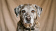 © Anwarul - Portrait of an elderly dog with a gentle expression and gray fur showing dignity and loyalty on neutral background