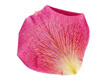 © MDTOUFICKAHAMAD - Single vibrant pink rose petal with yellow base isolated on transparent background