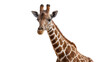 © vasili - Close-up portrait of a giraffe with brown and white patterned fur, isolated on transparent background