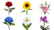 © Poli - Collection of six colorful flowers isolated on transparent background
