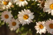 © Anastasia Lapteva - Beautiful blooming chamomile flowers in a sunny field. White daisy blossoms close up in warm golden sunlight.