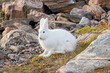 © robertharding - Arctic hare rests on rocky terrain with white fur blending into the cold landscape near Ittoqqortoormiit, Greenland